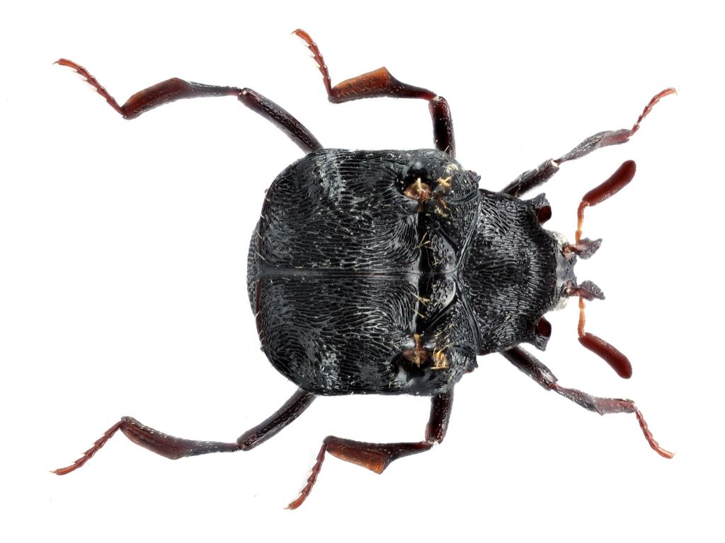 Tomáš Lackner – A career dedicated to clown beetles | Biocommunication ...