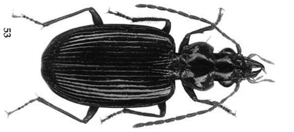 Notagonum lackneri is named after T. Lackner as he collected the specimen in New Guinea.