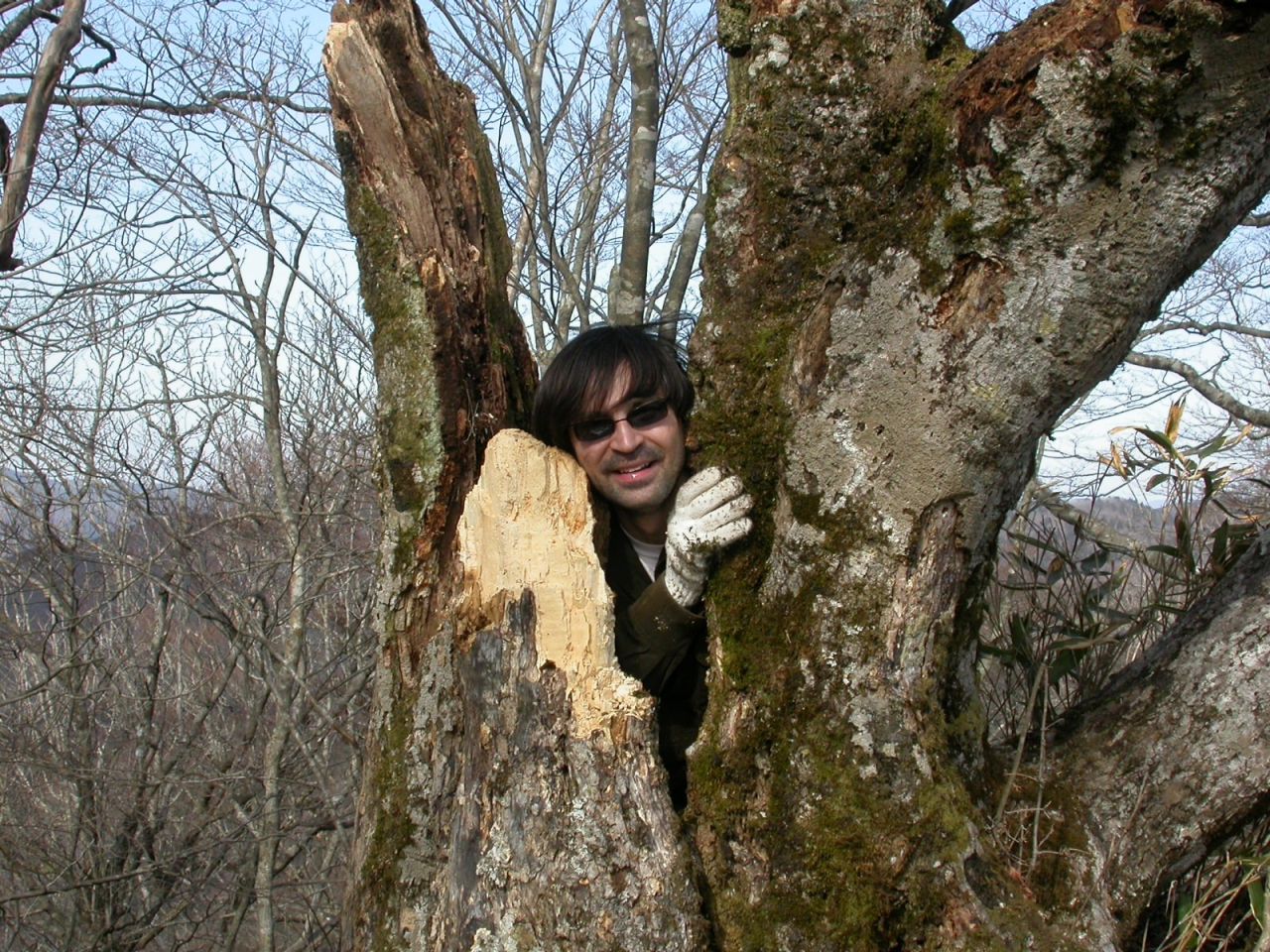 Tomáš, when he was 32, collecting insects inside a hollow beech tree in the Kii Peninsula of Western Japan