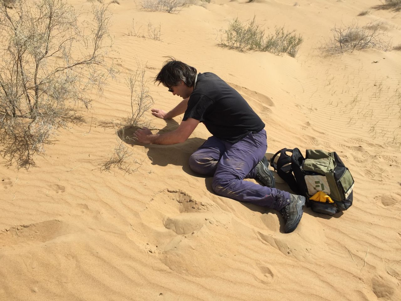 Tomáš digging the sand dune to collect histerid beetles in Uzbekistan.