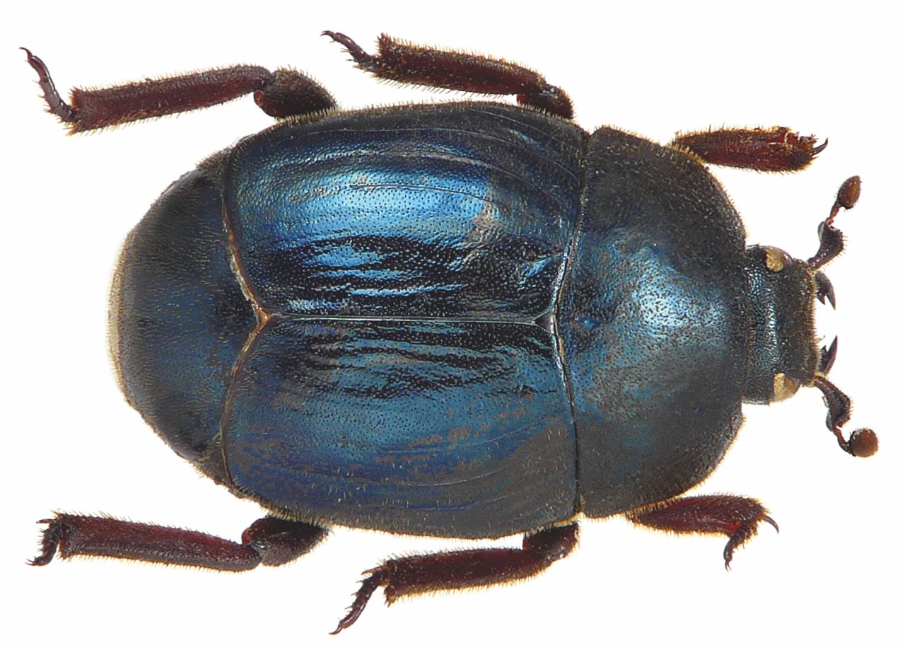 Procoryphaeus pilosus, a clown beetle species from Tanimbar Island, Indonesia.
