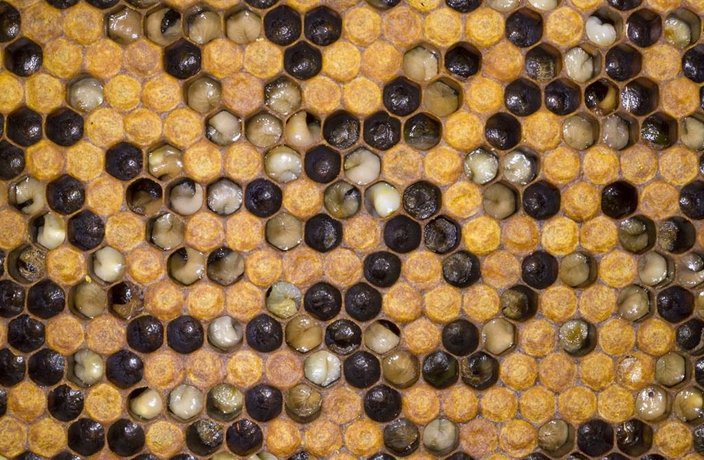 Ein Beispiel für einen Bienenstock mit EFB-Symptomen. Die dunkel gefärbten Larven sind die infizierten Bienen, die nicht überleben.