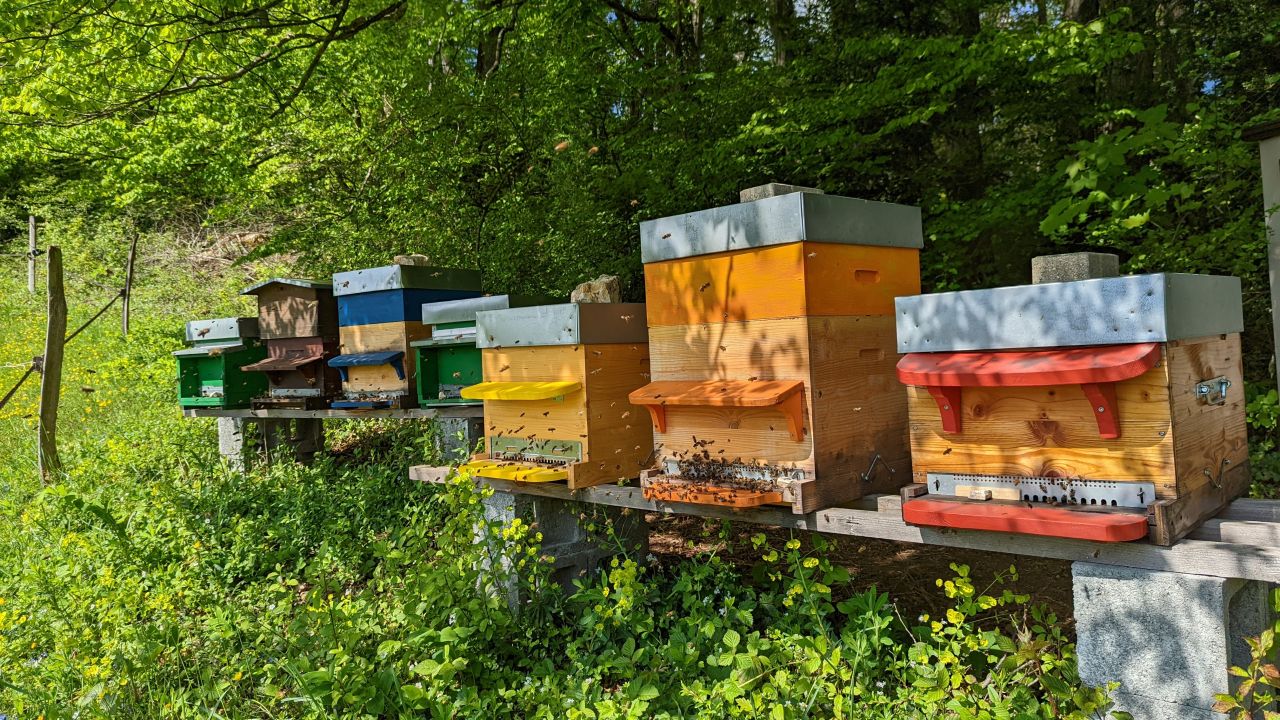 The honeybee colonies in Florine's apiary are ready to be divided before the swarming season.