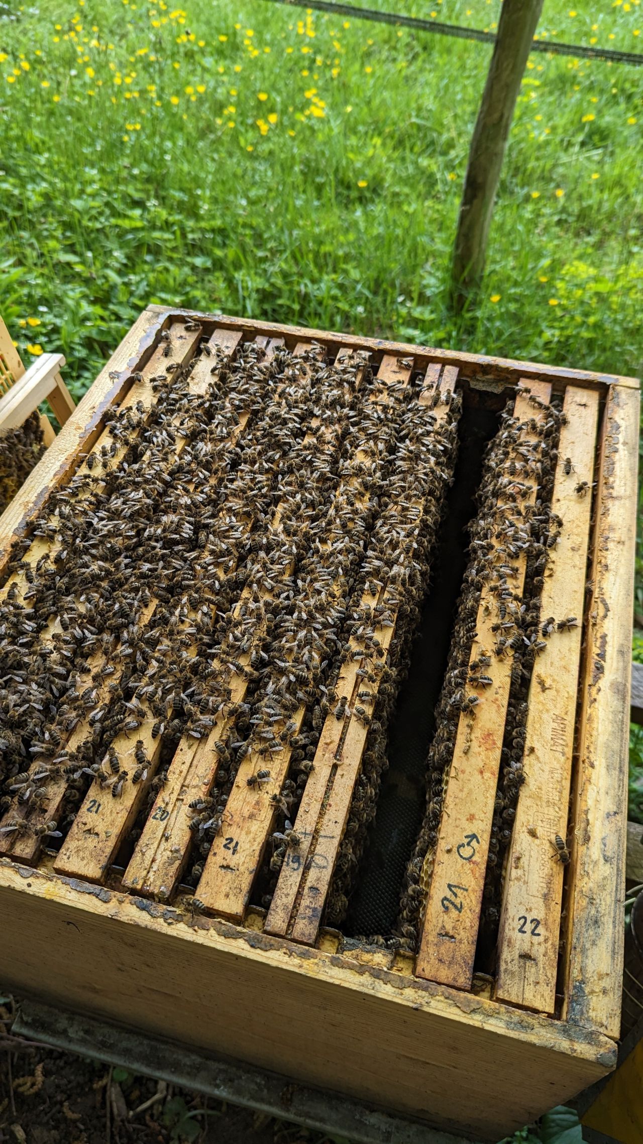 This is the time when honeybee colonies reach their peak population, sometimes exceeding 50 000 individuals.