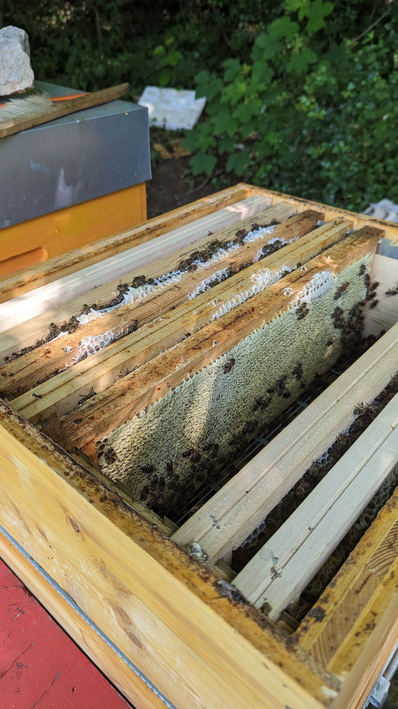 Die Bienen sammeln Nektar oder Honigtau (zuckrige Insektenabsonderungen) in ihrem Honigmagen. Dort werden komplexe Zuckermoleküle durch Enzyme in kleinere Moleküle gespalten.