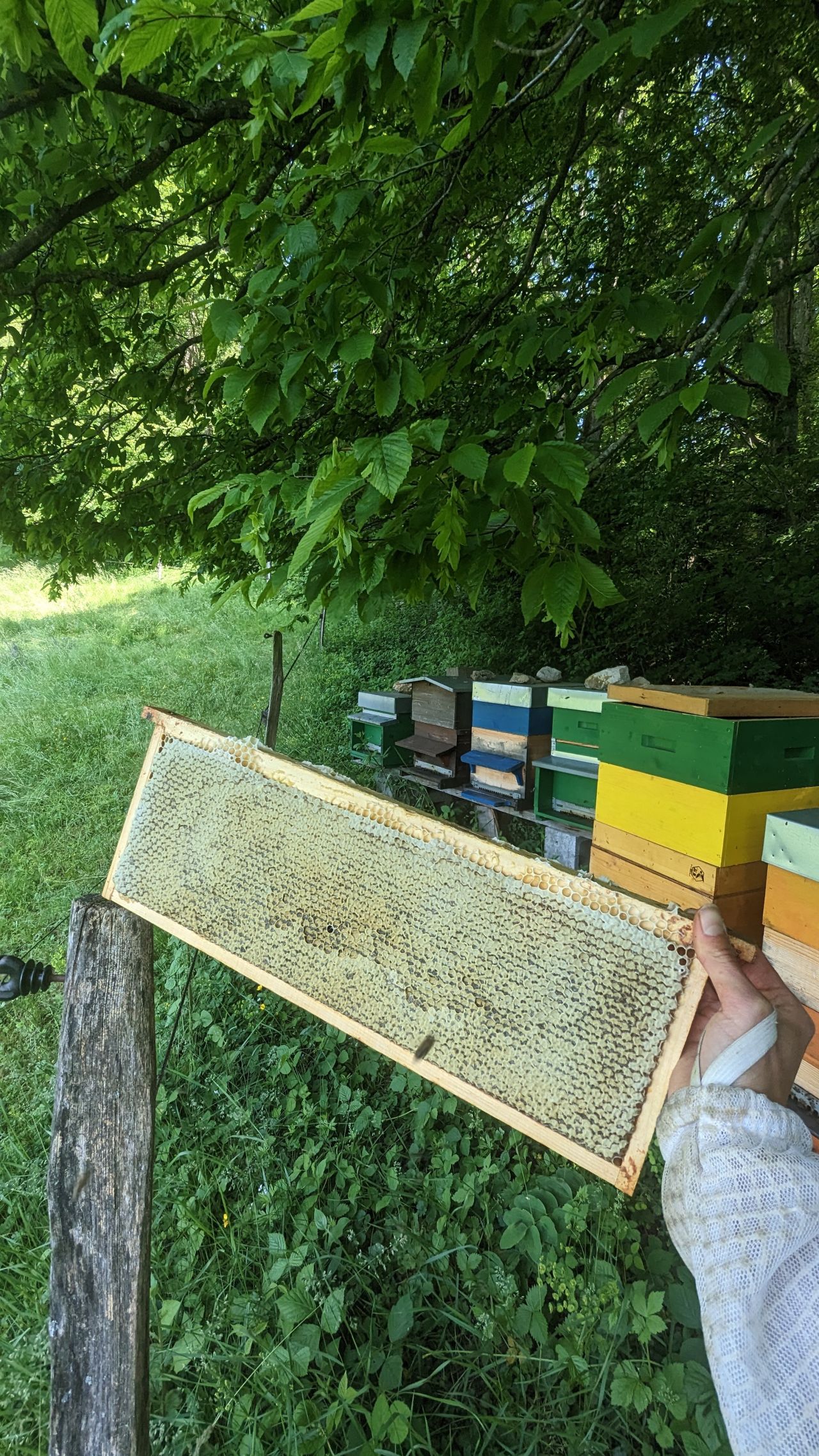 The hives are full of honeycombs containing fresh honey, stemming from nectar from wild flowers, forest tree flowers and from honeydew, ready to be harvested.