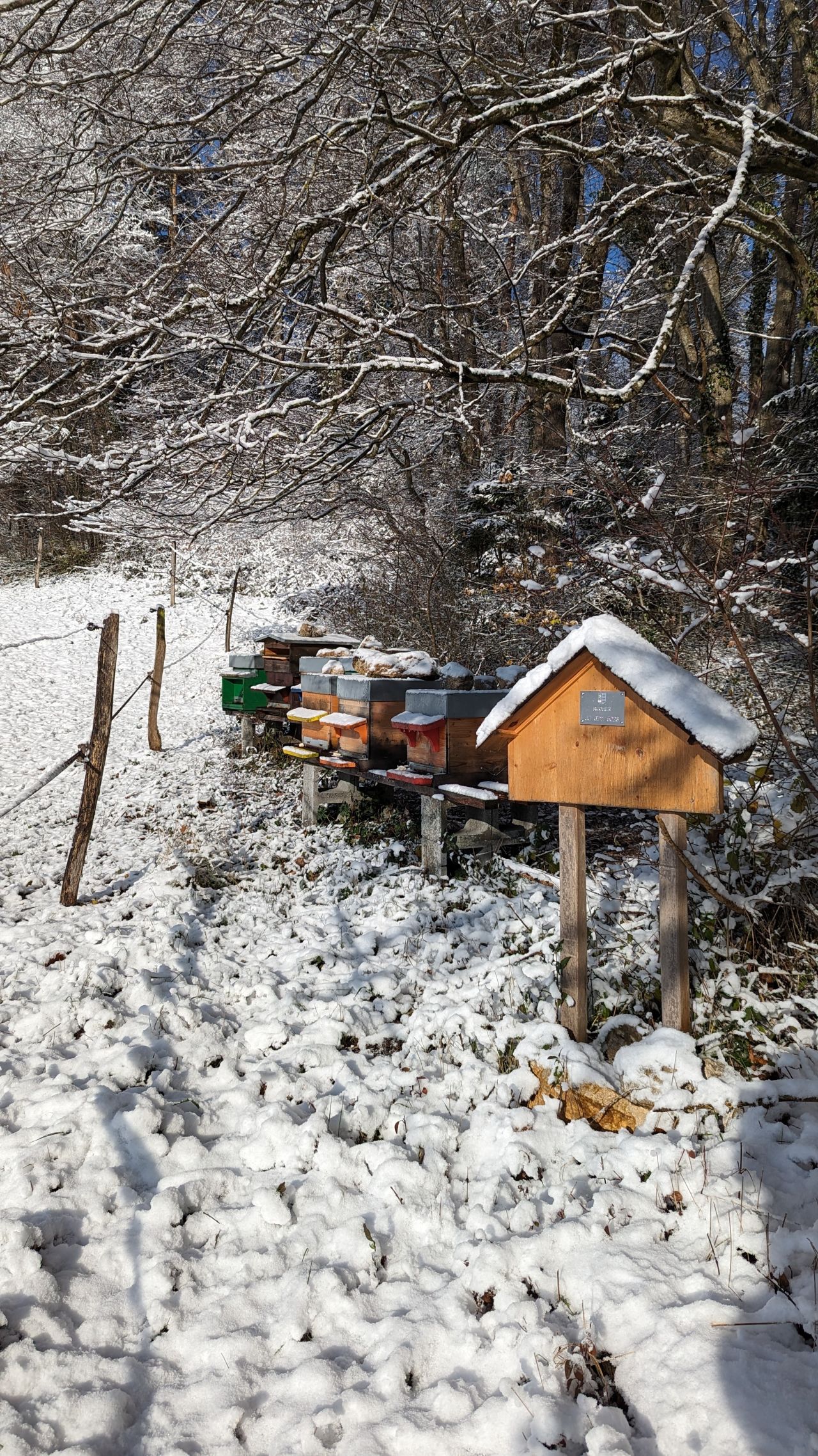 When winter approaches, the honeybees become less active, the queen stops laying eggs, and there are no more larvae or brood in the colony.