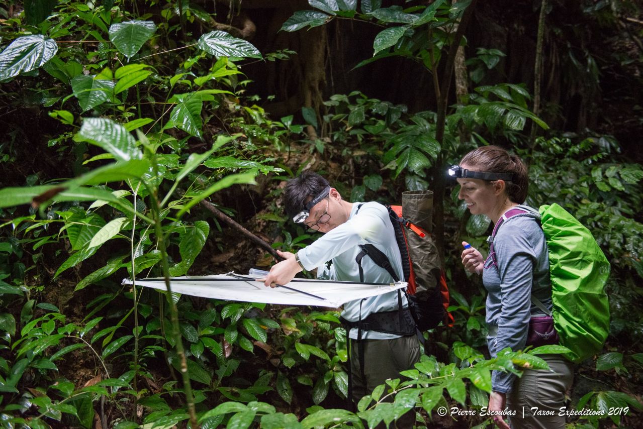 Collecting insects via ’vegetation beating’. Insects fall onto the beating sheet held beneath the branches that are struck with a stick.