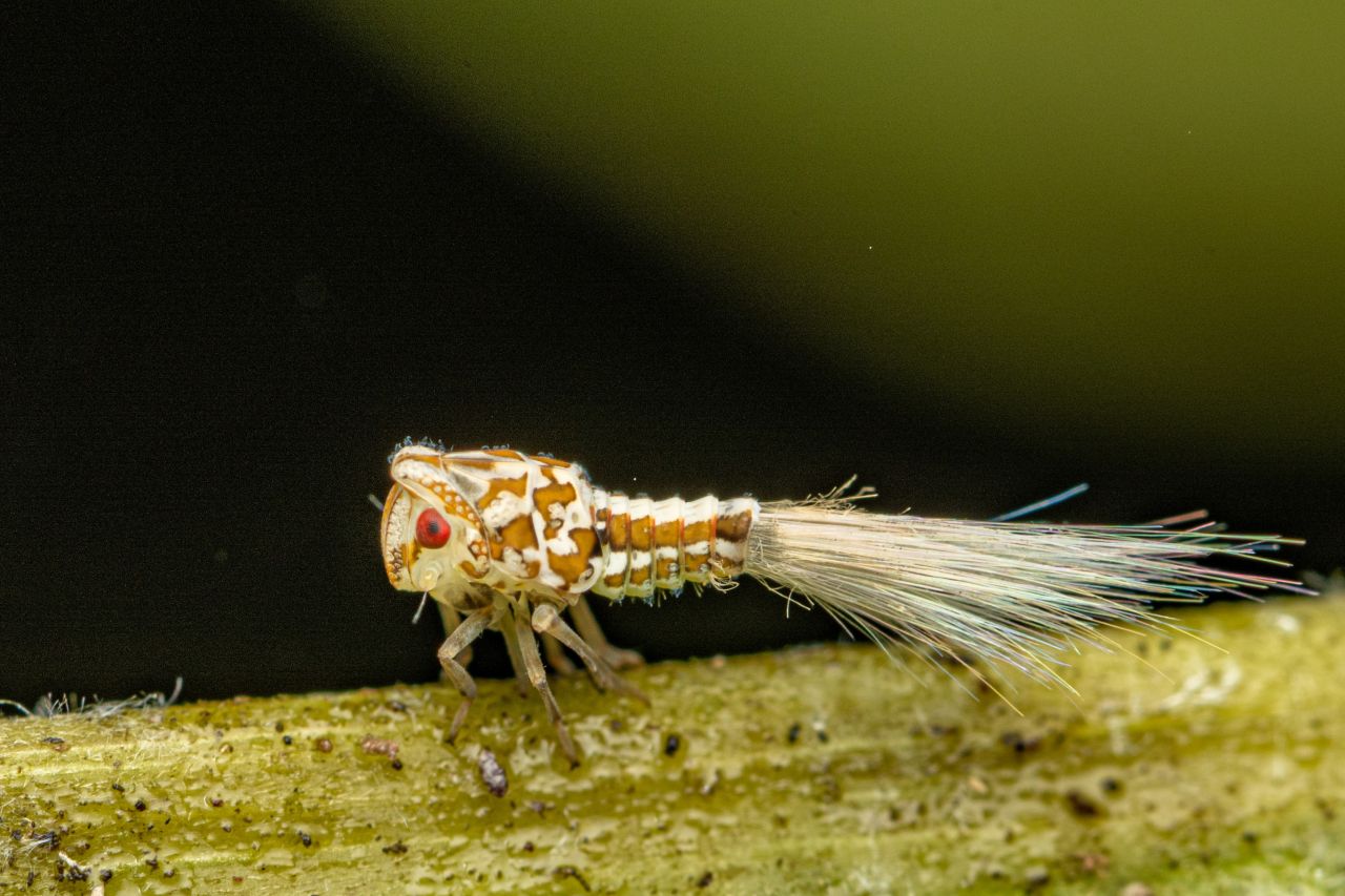 The tail of the Planthopper nymph is composed of extruded wax.