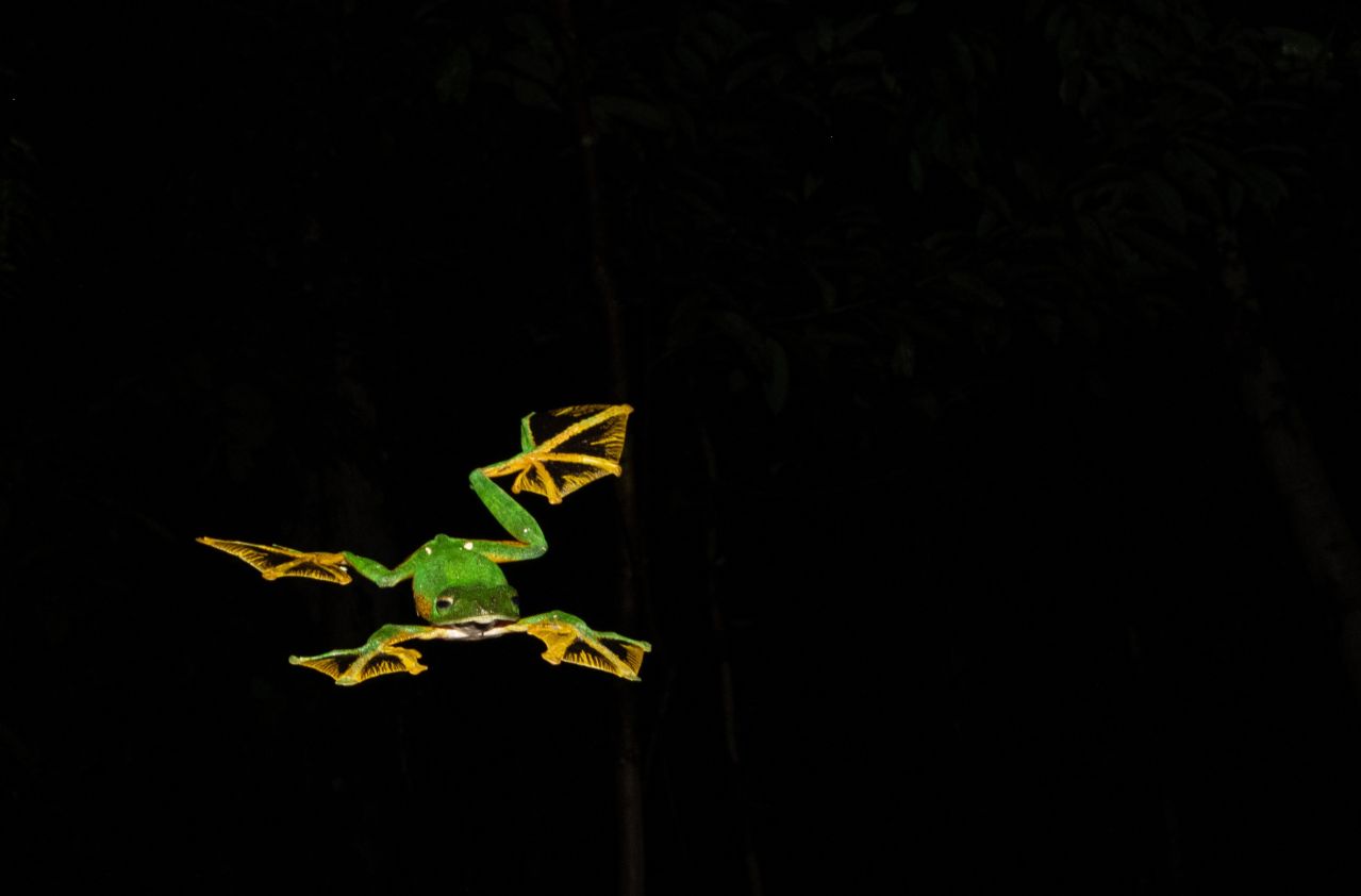 Wallace’s flying frog during an expedition that took place at night time