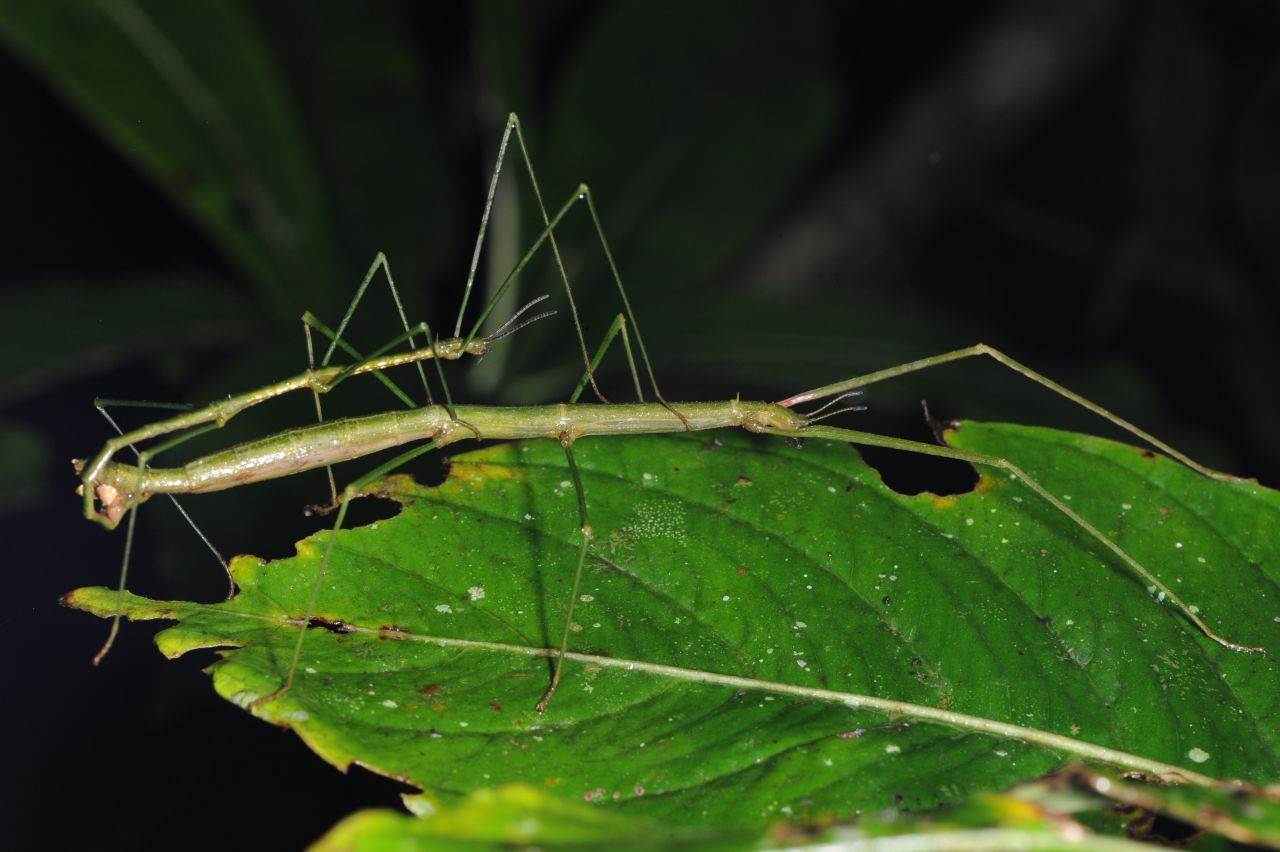 Genus Virgasia Cliquennois, 2006 (male on top, female beneath). Plant: Cryptocarya murrayi.