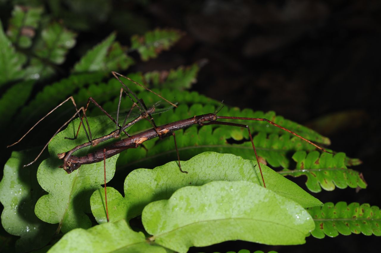 Genus Antongilia Redtenbacher, 1906  (male on top, female beneath). Plant:  Nephrolepis exaltata.