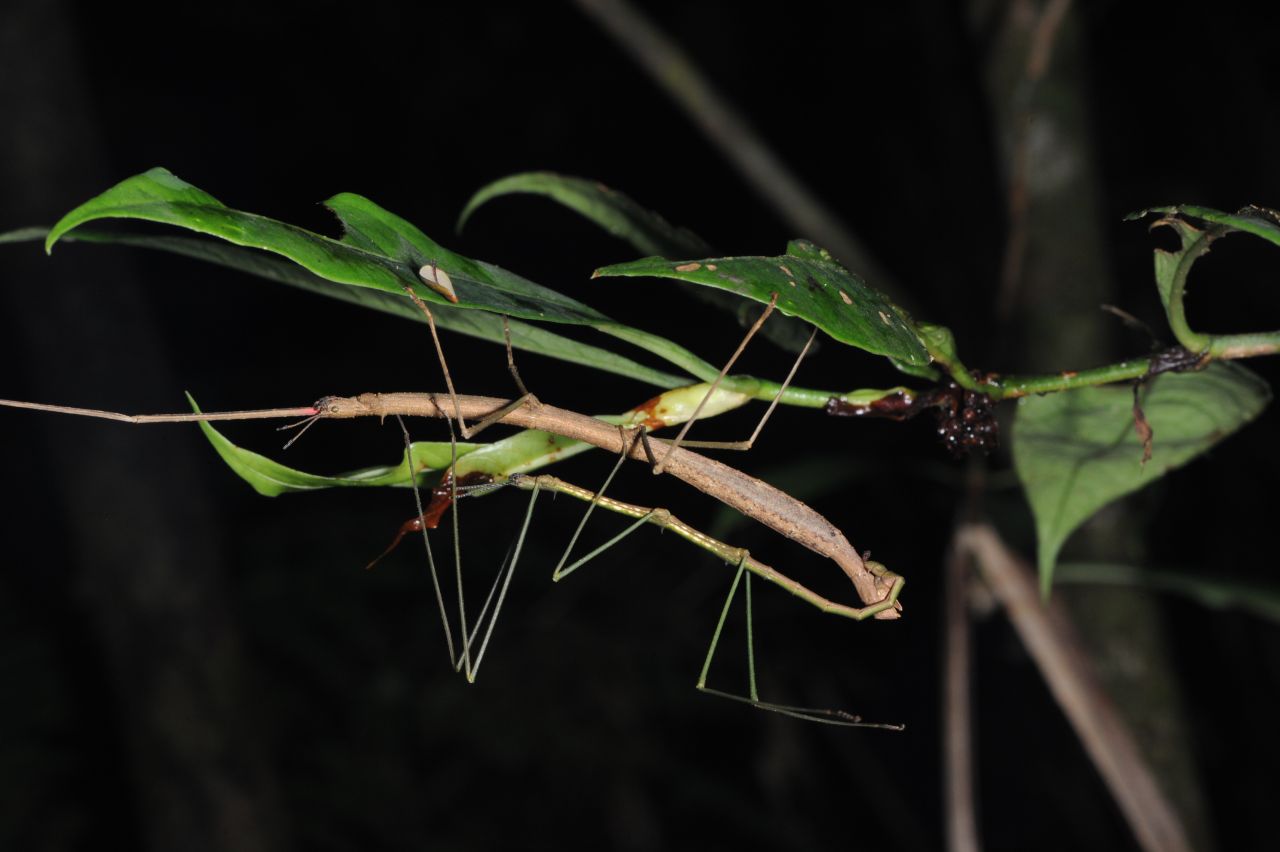 Genus Virgasia Cliquennois, 2006 (same species as the previous one; female hanging under a leaf, male hanging from female). Plant: Garcinia verrucosa.