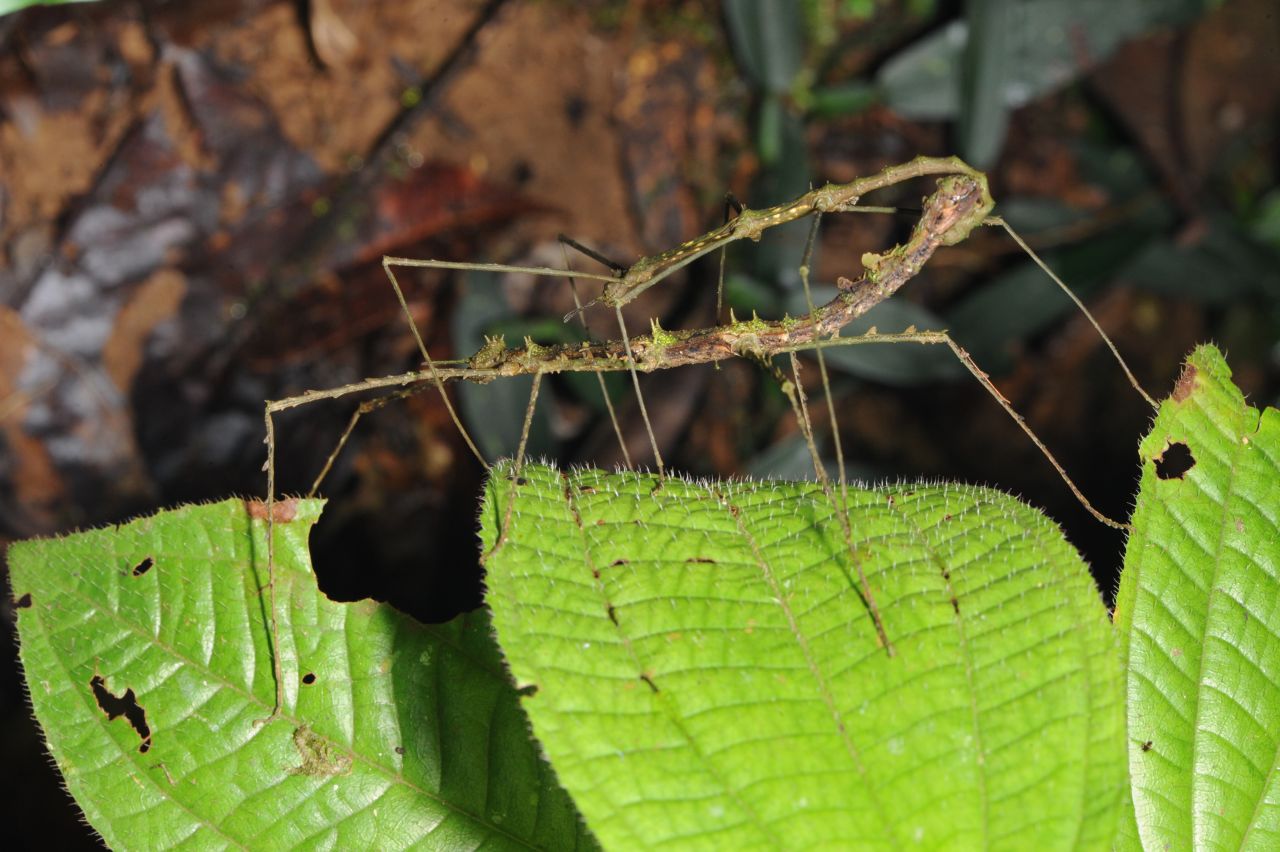 Genus Pseudonogastris Cliquennois, 2006 (male on top, female beneath); Plant: (Clidemia hirta).