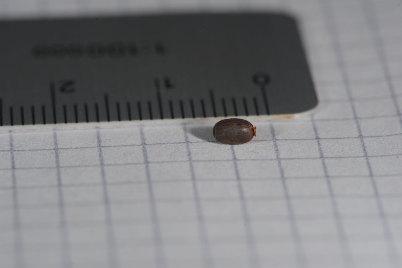Ein Ei (Länge 4 mm) einer Stabheuschrecke der Gattung Leiophasma Uvarov, 1940. Der orange Anhang auf der rechten Seite ist vermutlich ein Capitulum, wobei dies noch bestätigt werden muss.