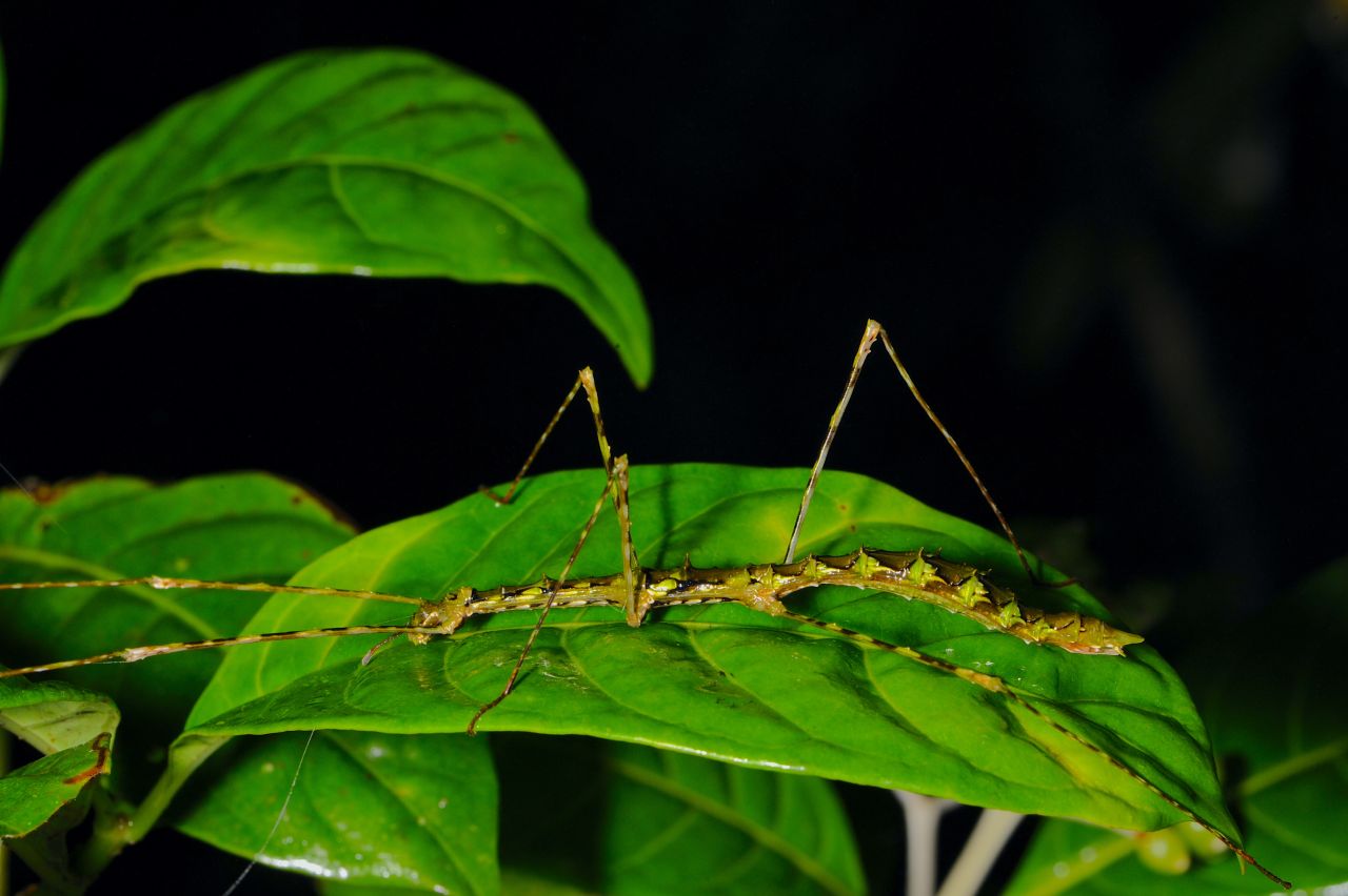 Eine adulte weibliche Stabheuschrecke der Gattung Anatispinosa Cliquennois, 2023 auf einem Blatt von Garcinia verrucosa.