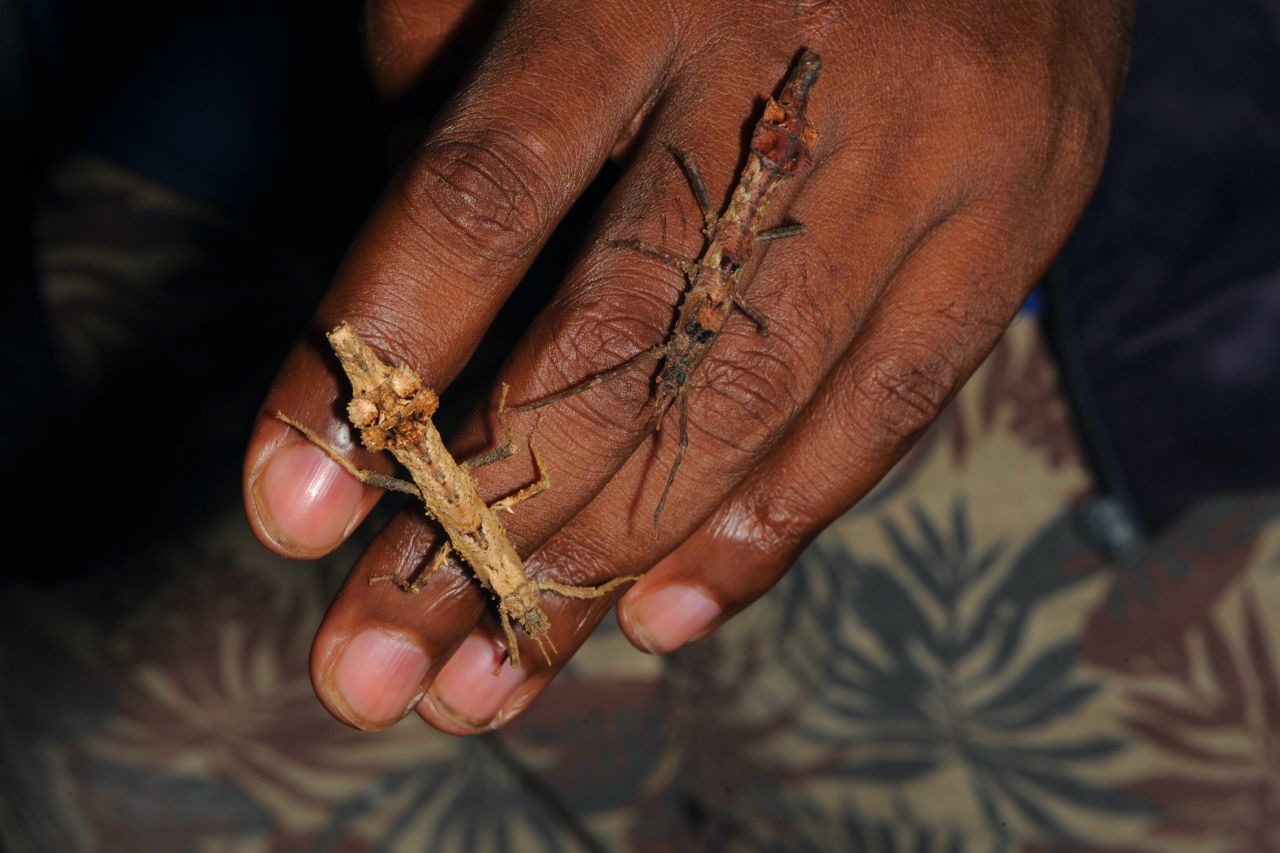 Two stick insects found on one of Francesca's nighttime outgoings.