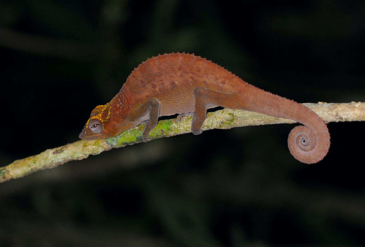 Obwohl das Ziel des Projekts darin bestand, mehr Einblicke in die Stabschrecken zu gewin-nen, lernte Francesca die faszinierende Biodiversität des Makira-Naturparks kennen und beobachtete unterwegs viele Tiere.