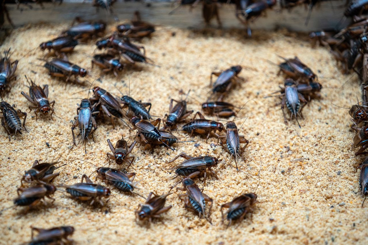 A cricket farm photographed in Vietnam