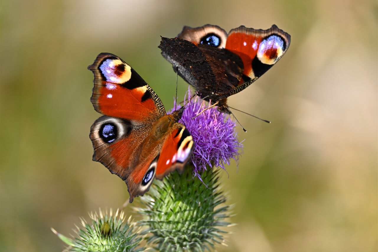 Aglais io, the European peacock caterpillar, or the peacock butterfly caterpillar is found in Europe. Two butterflies on a flower.