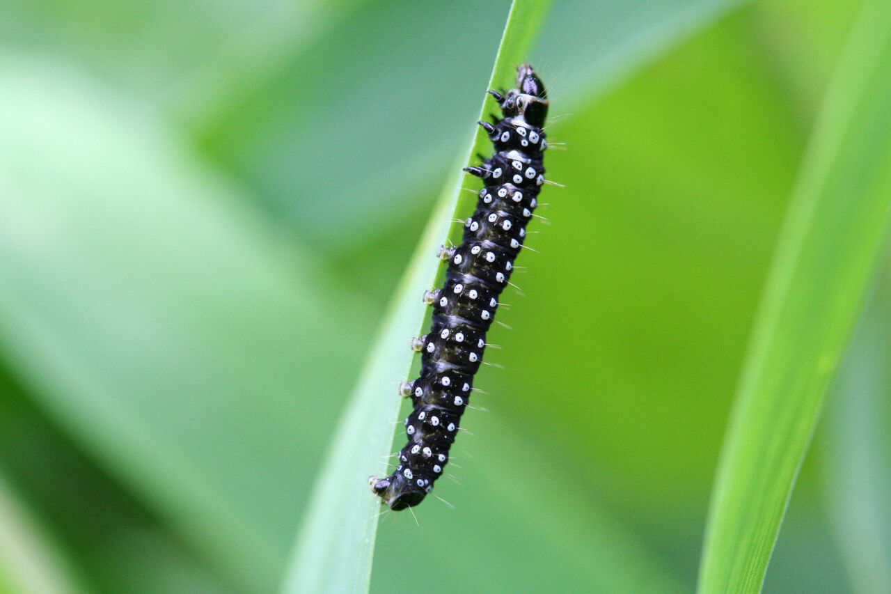 Aglais io, the European peacock caterpillar, or the peacock butterfly caterpillar is found in Europe
