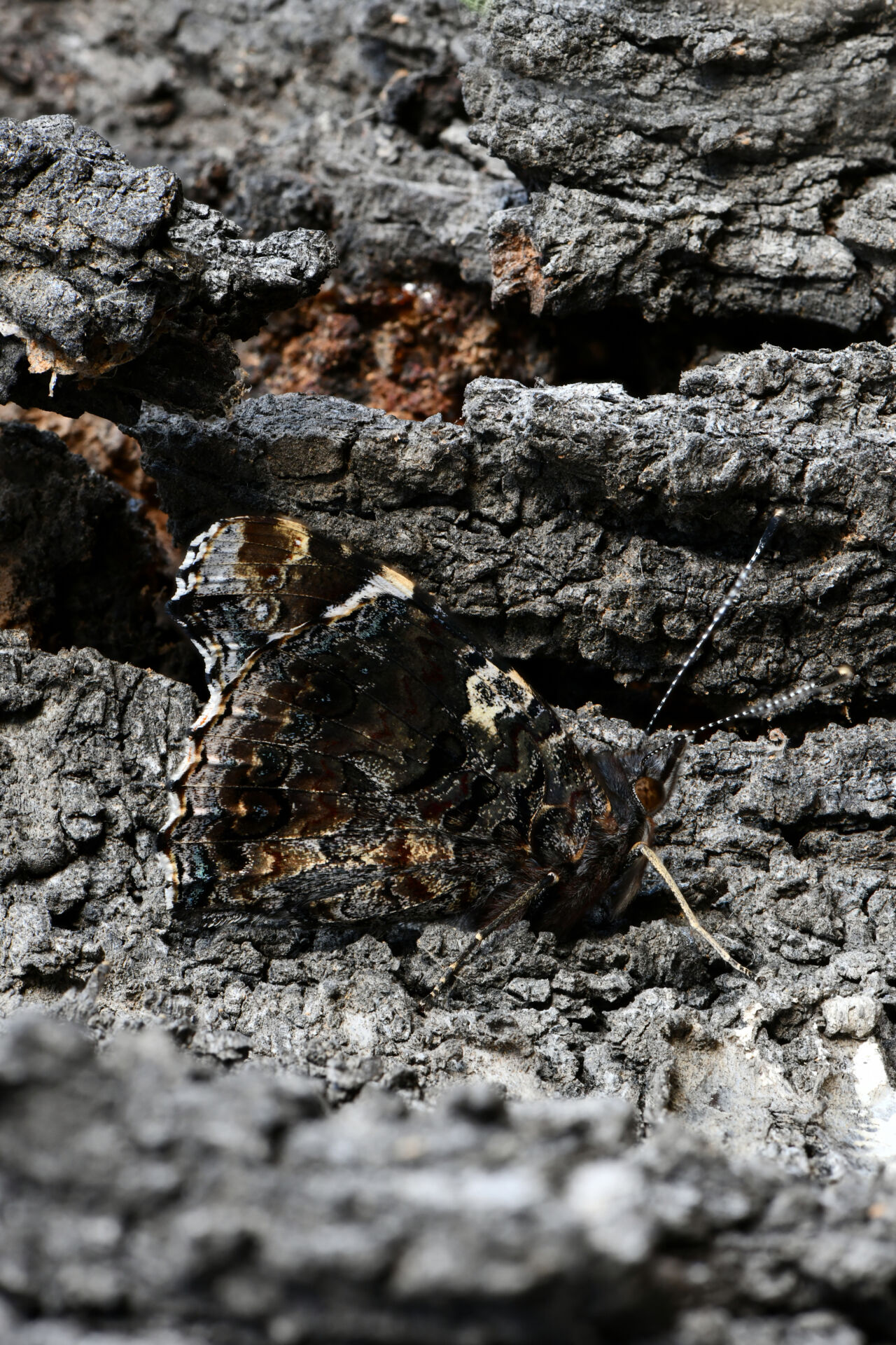 Aglais io, the European peacock, or the peacock butterfly, is a colourful butterfly, found in Europe