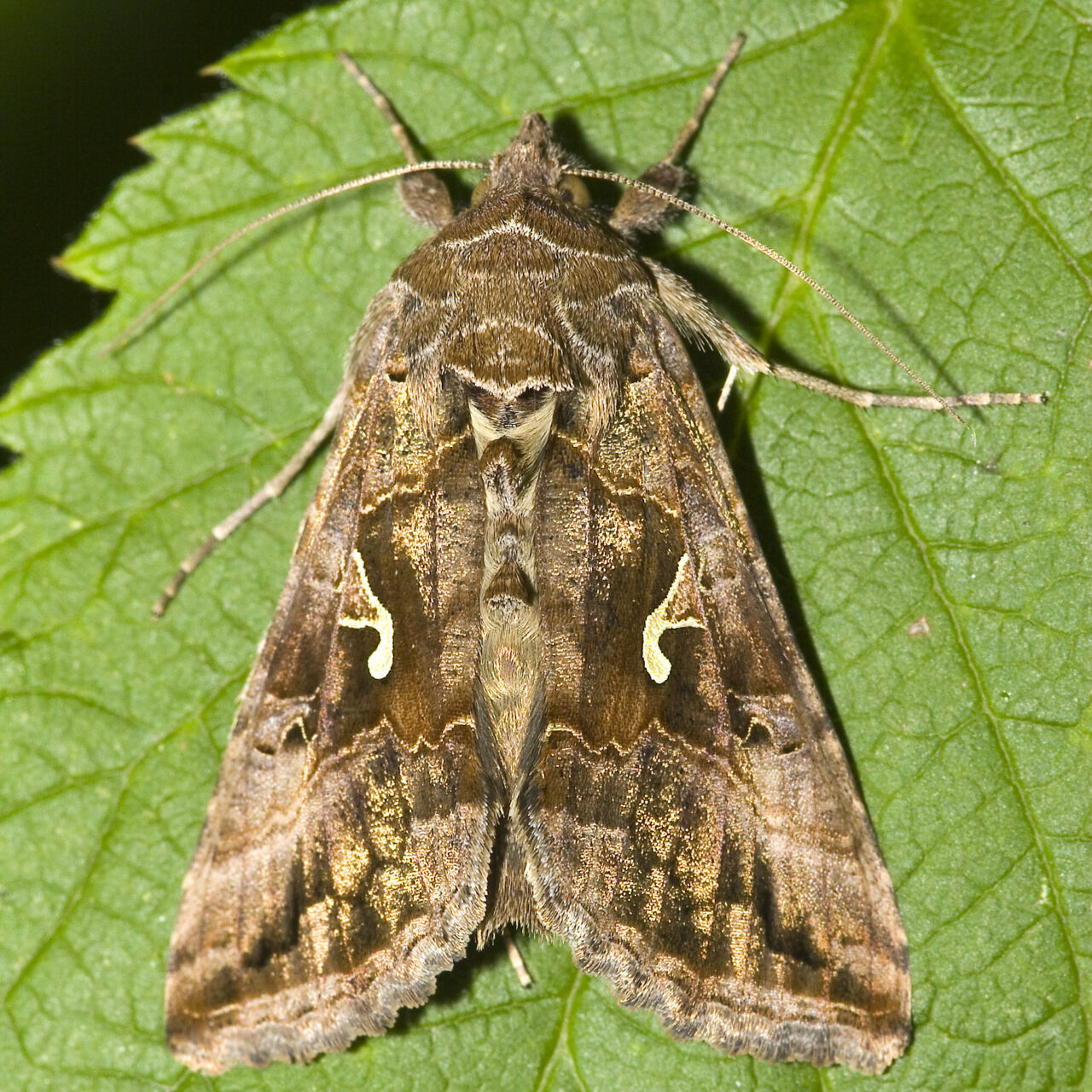 The silver Y (Autographa gamma) is a migratory moth of the family Noctuidae which is named for the silvery Y-shaped mark on each of its forewings