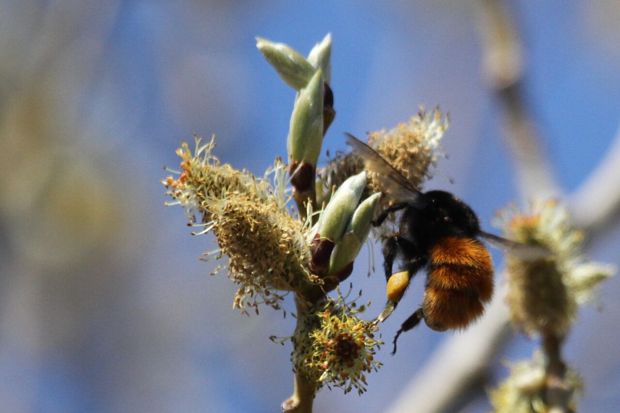 Bombus alpinus is a species of bumblebee