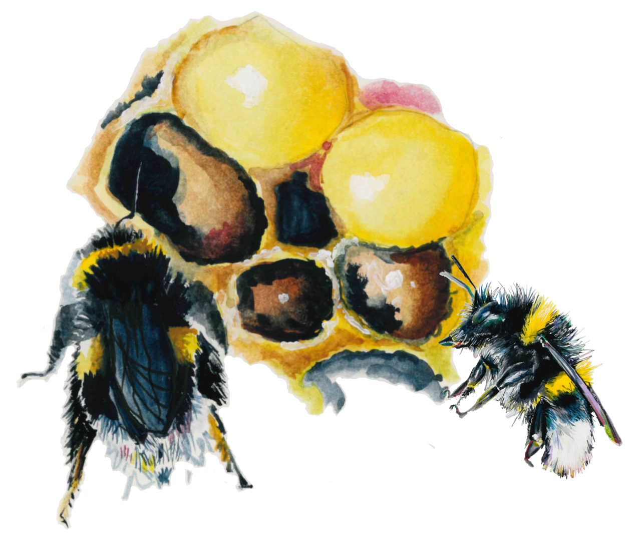 Bee at home edited