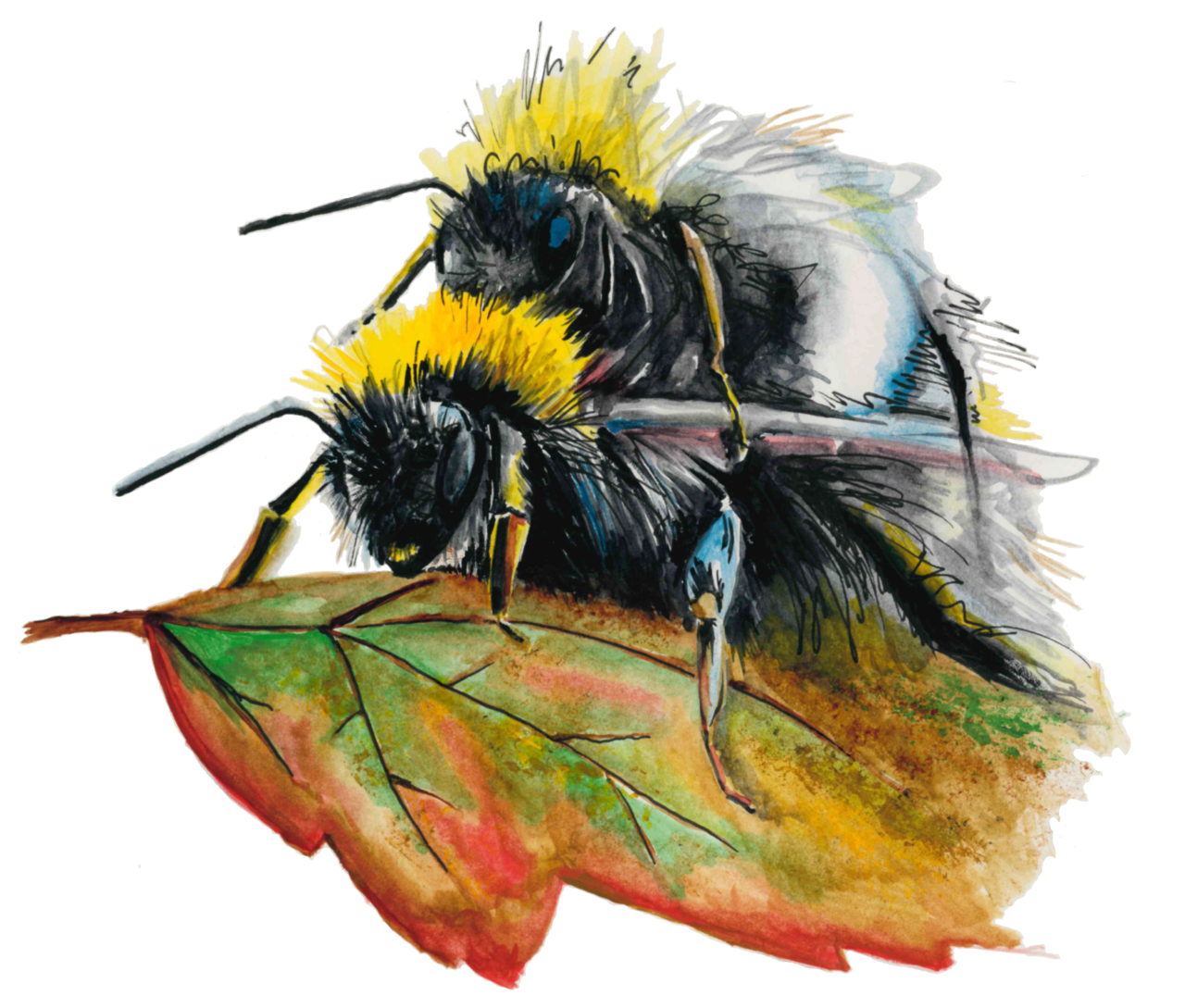 mating bees