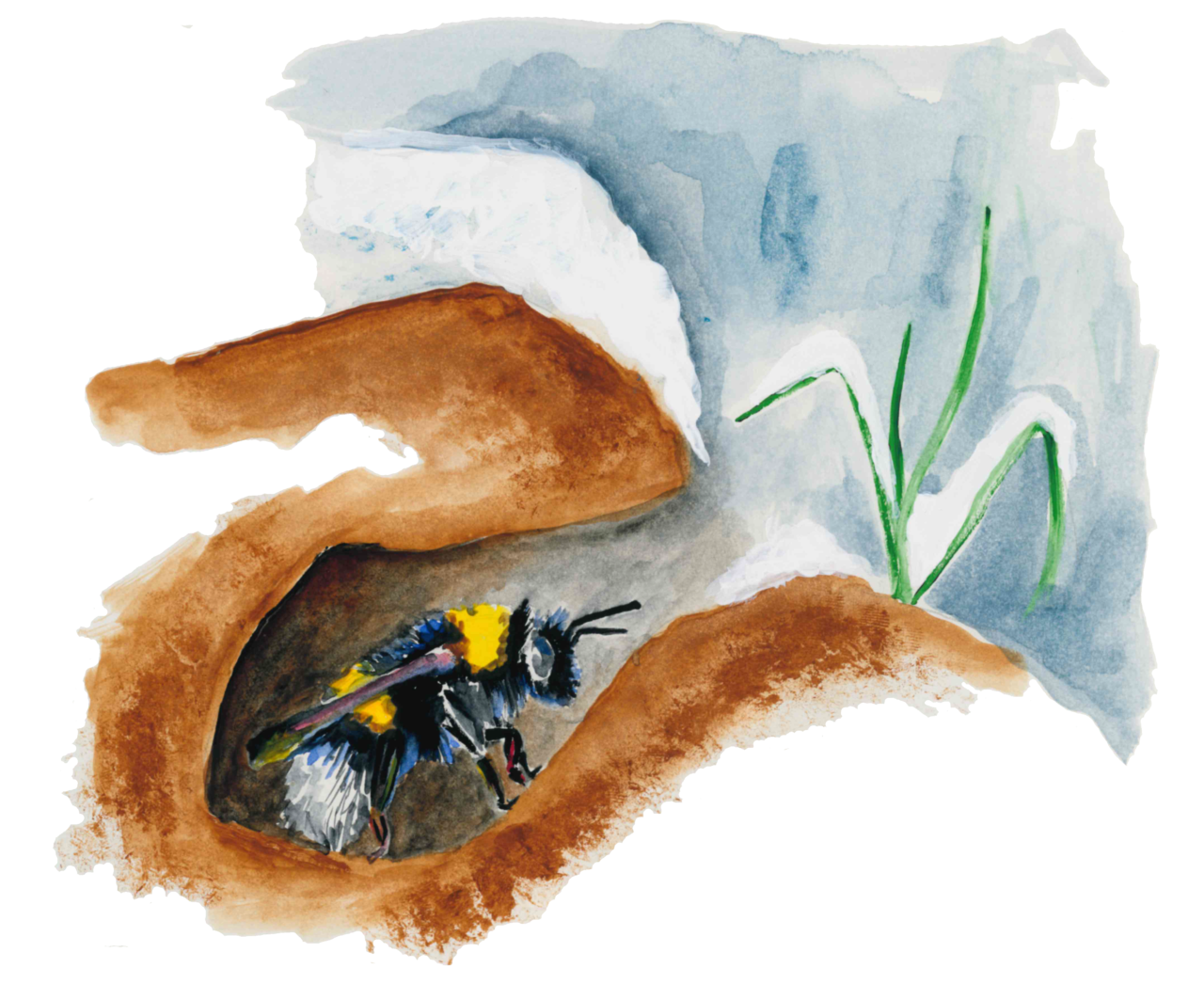 Overwintering bee