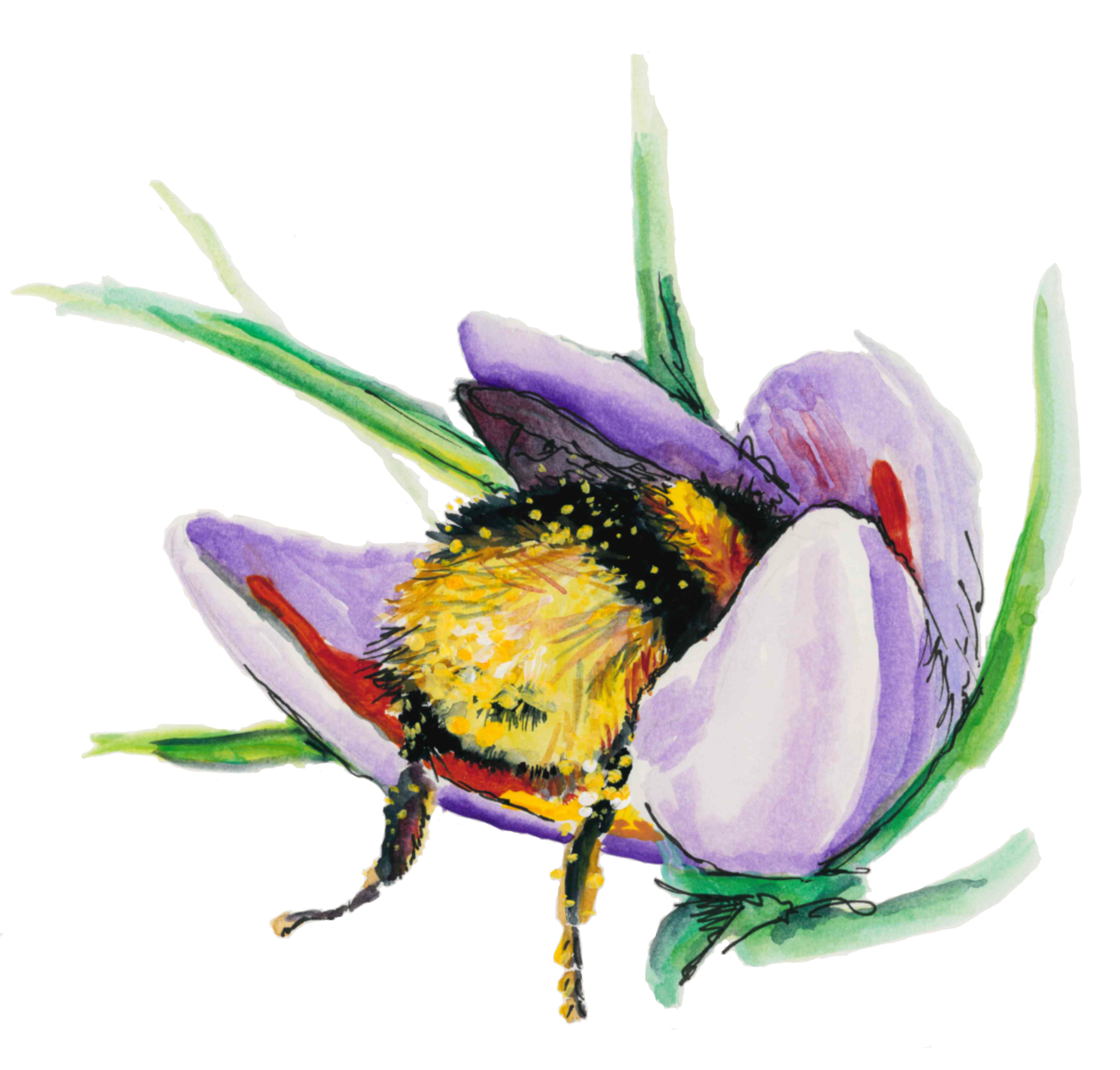 Bee in crocus