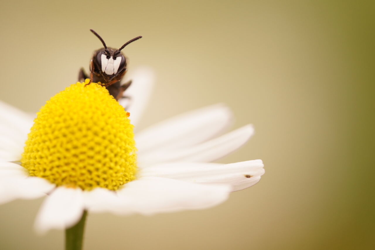 Hylaeus nigritus Corinna Herr