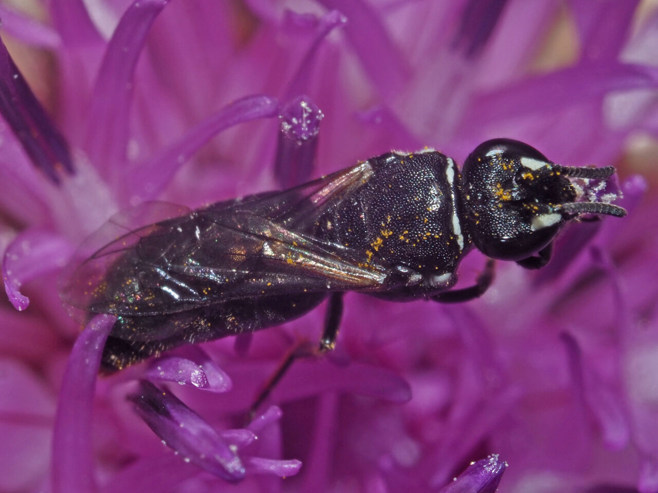 Hylaues nigritus female