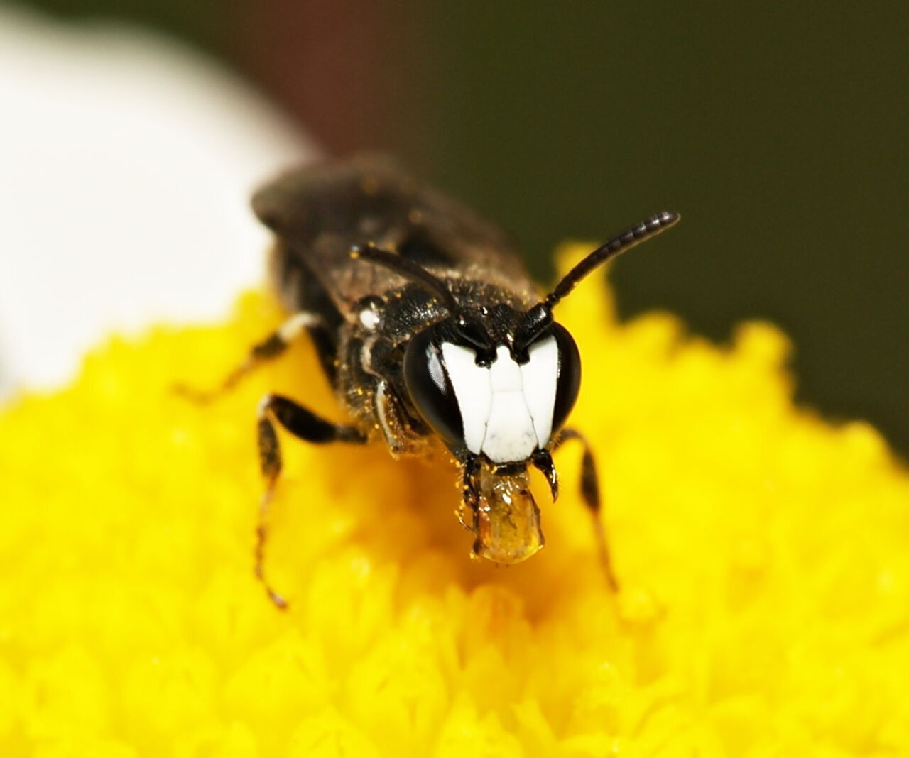 Hylaeus nigritus male 3