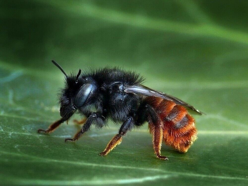 Osmia bicolor1