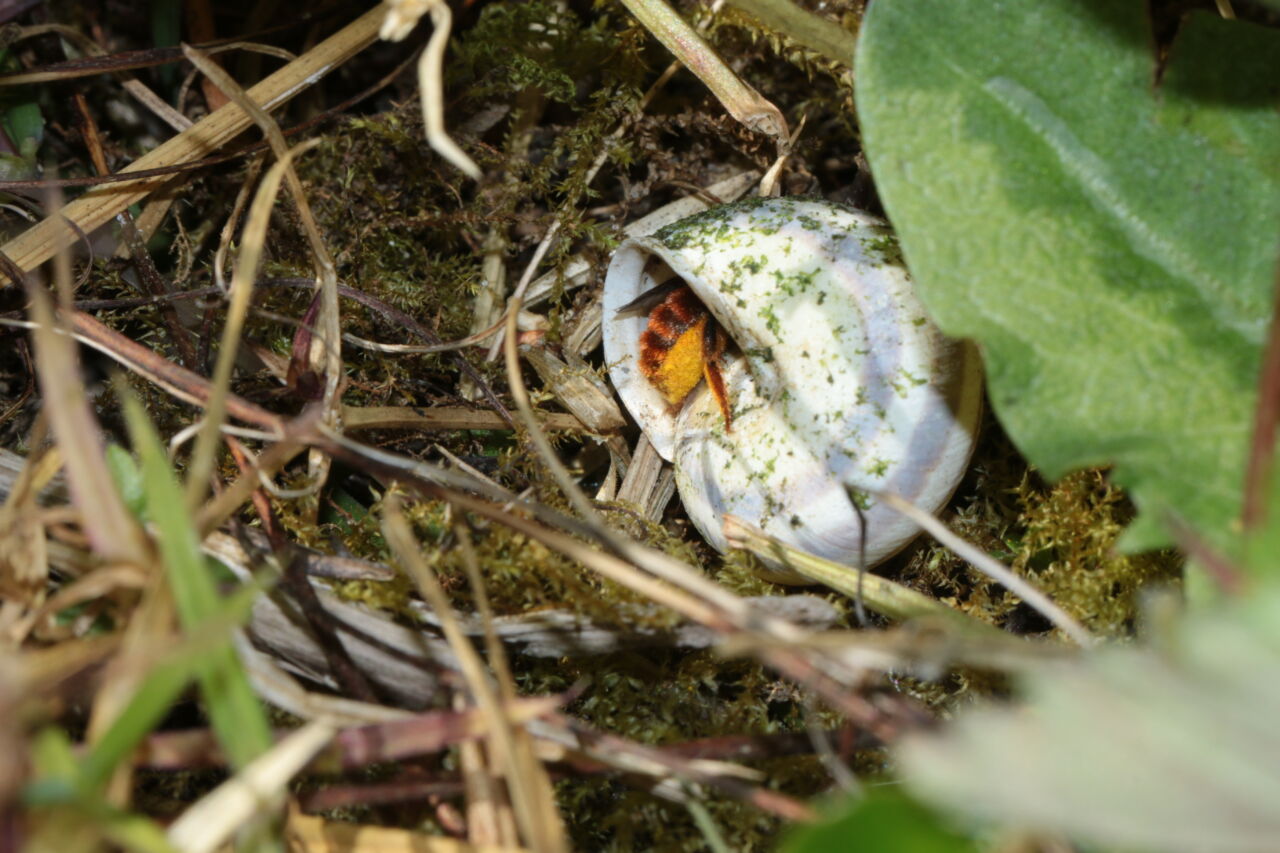 Shell Bee The red-tailed mason bee: Nature's tiny masons | Biocommunication Group