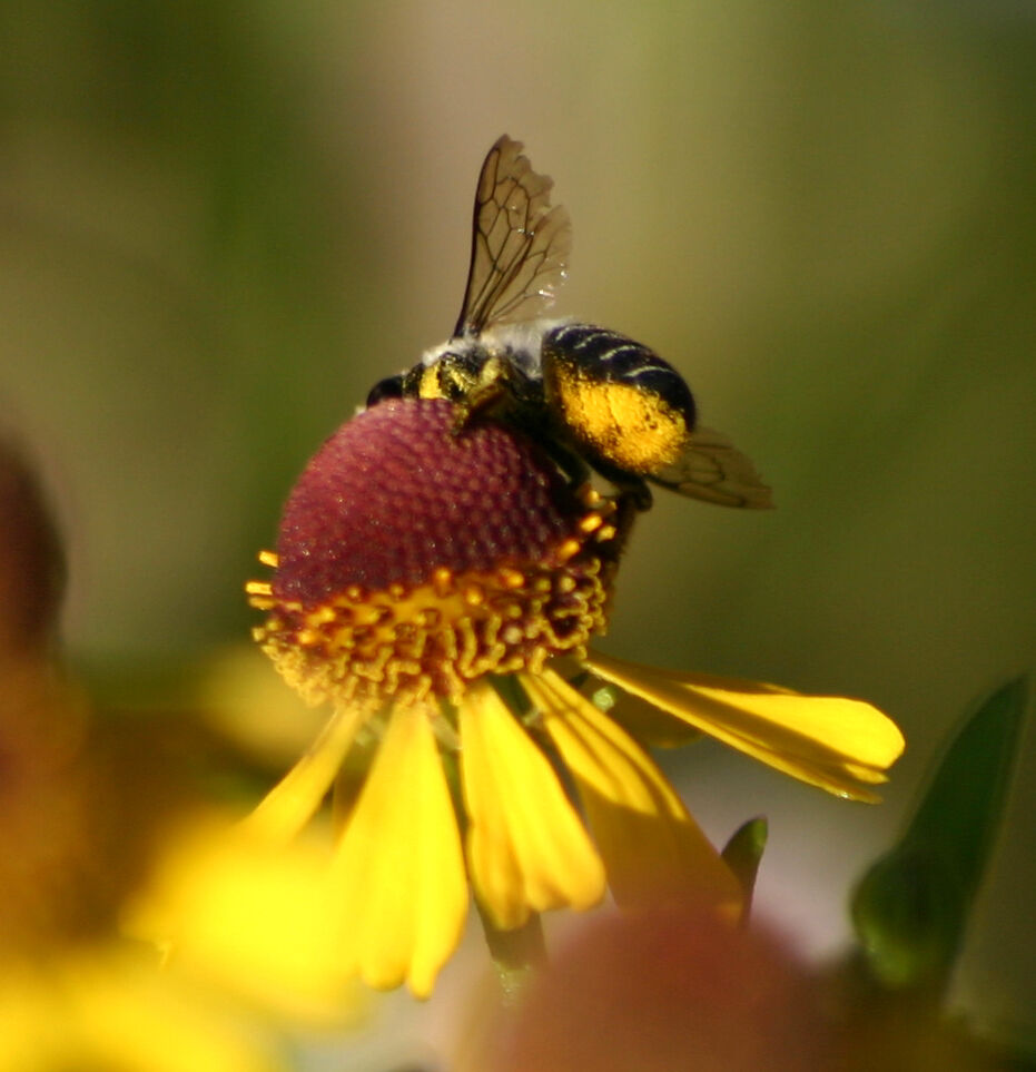 Osmia bicolor Scopa 5948