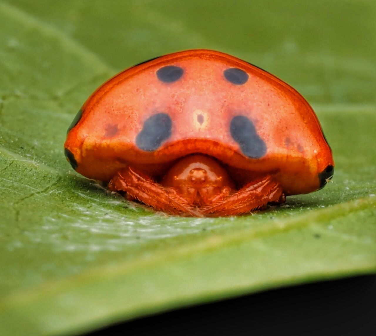 Ladybug spider