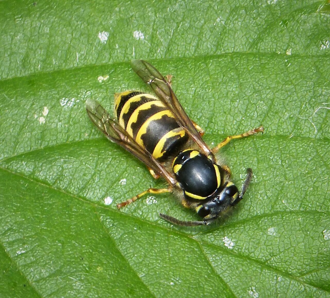Vespula vulgaris common wasp worker 49242597487