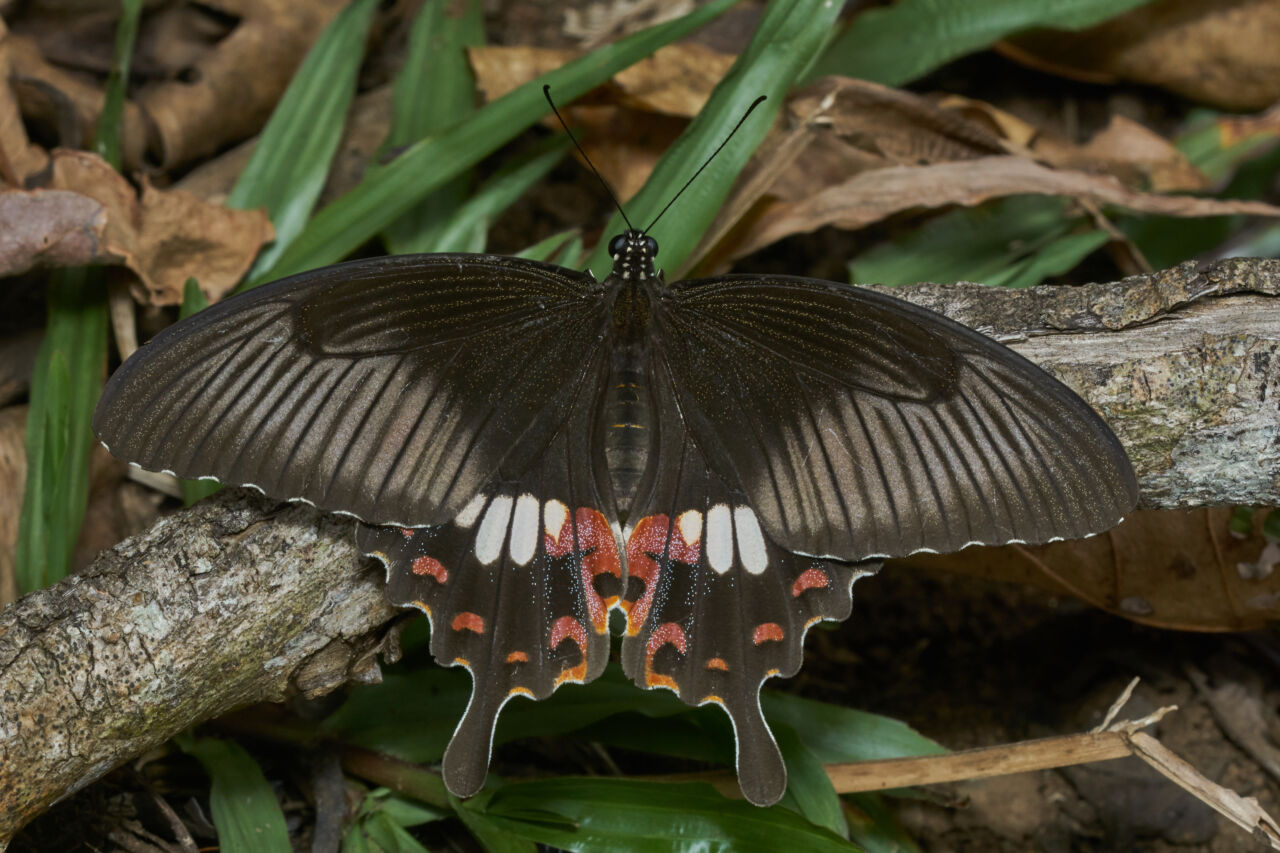 Papilio polytes Thekkady 2016 12 03 001