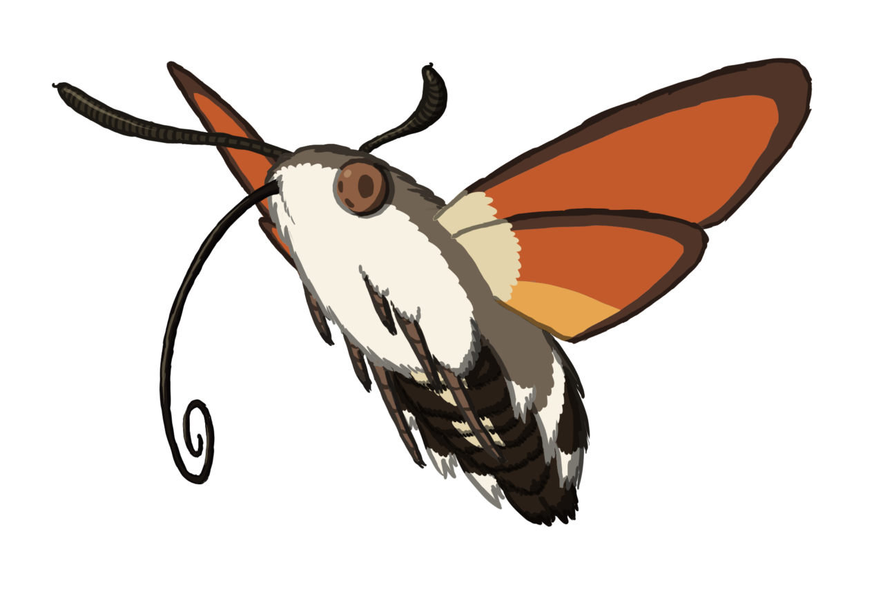 Hawkmoth bg transparent