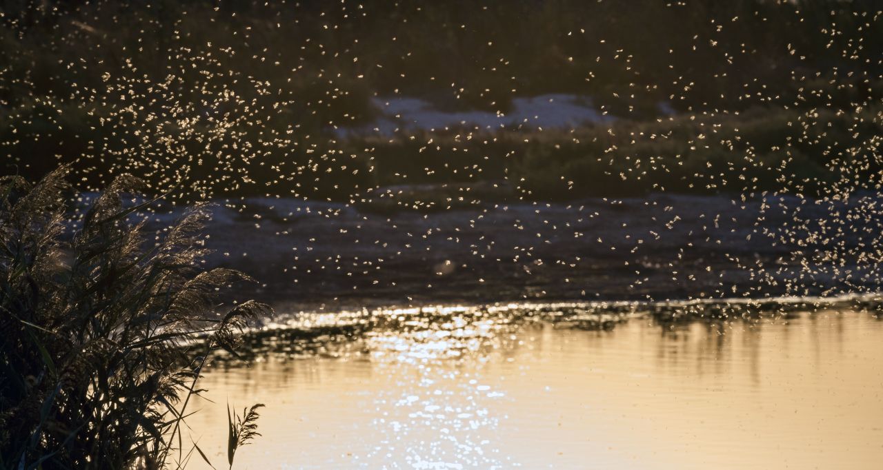 Mückenschwarm über einem See