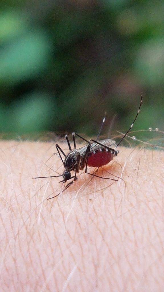 Aedes koreicus
