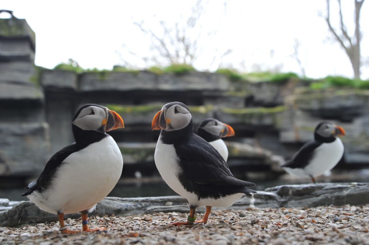 Atlantische Papageientaucher im Tierpark Bern. Diese exotischen Vögel und weitere Vogelarten sind von Vogelmalaria betroffen.