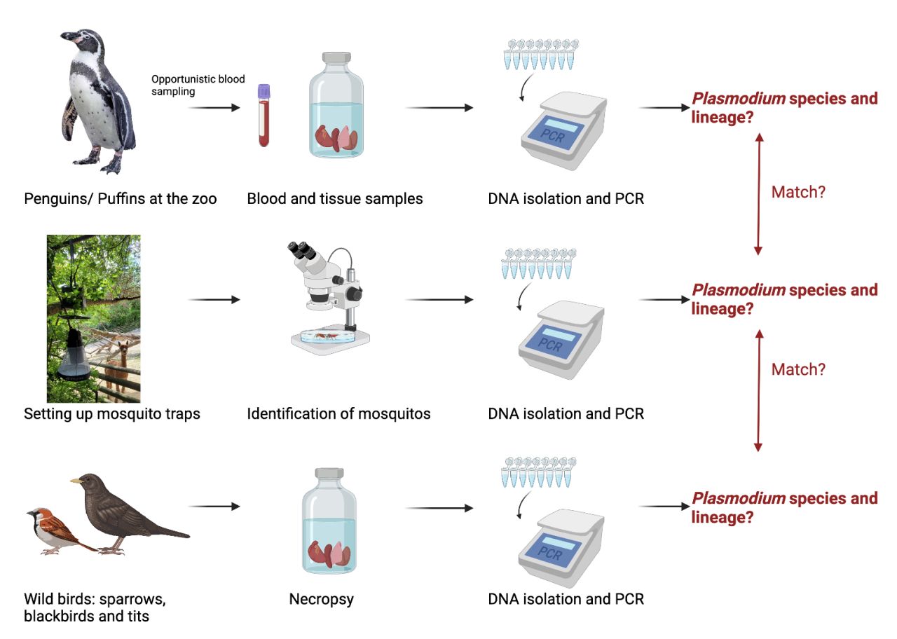 Analyzing the transmission path of avian Plasmodium parasites.