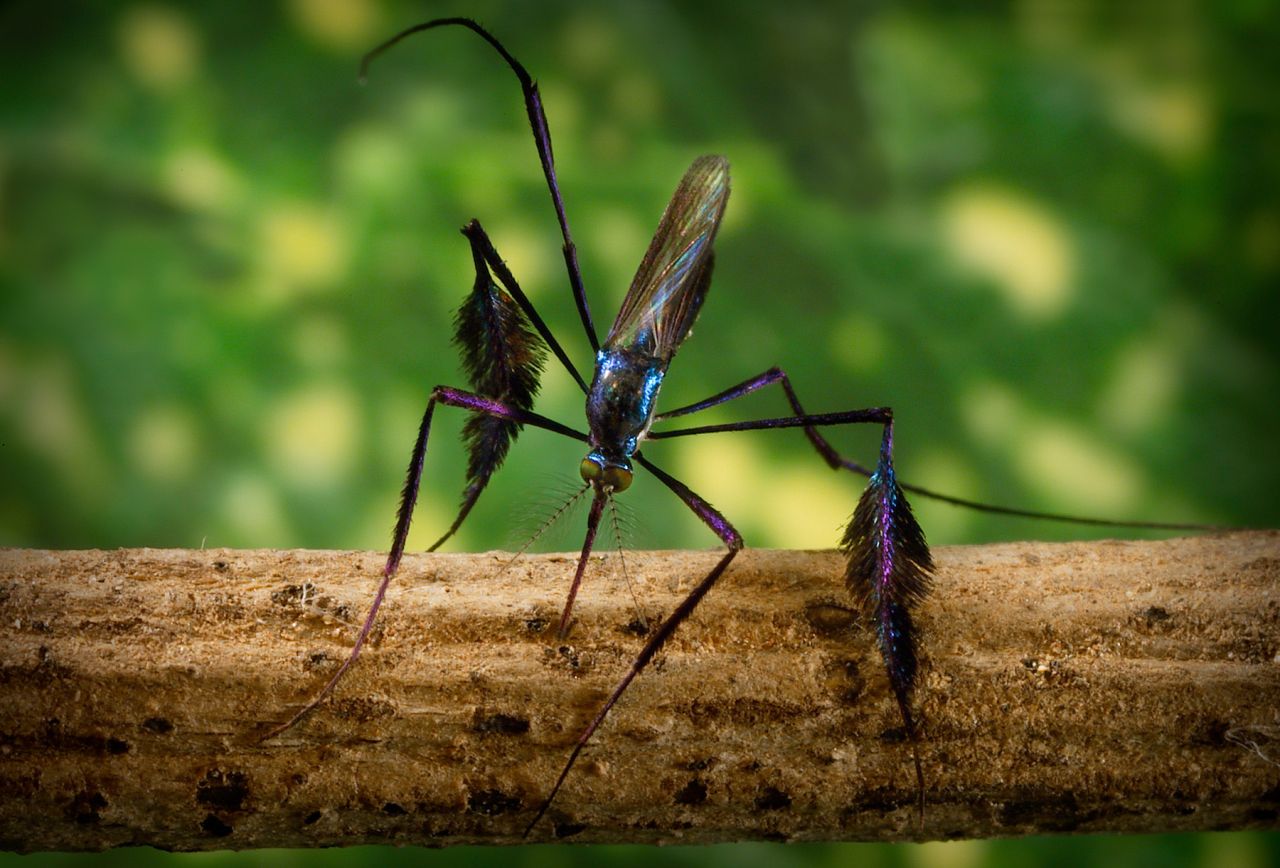 Sabethes Cyaneus Mosquito