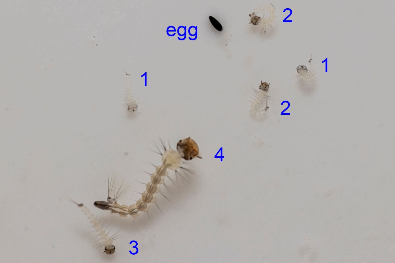 Mosquito larva