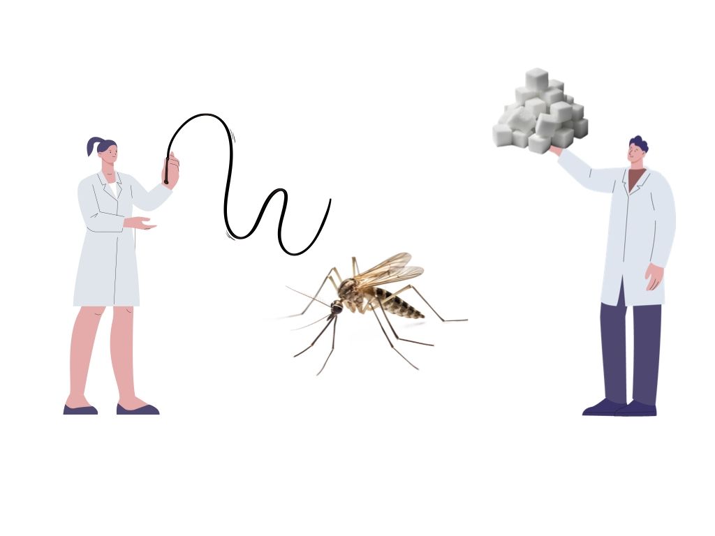 Mosquito training 001