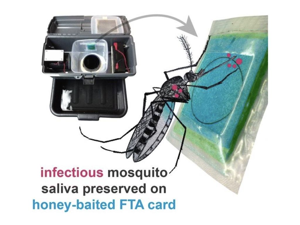 Mosquito FTA card 001